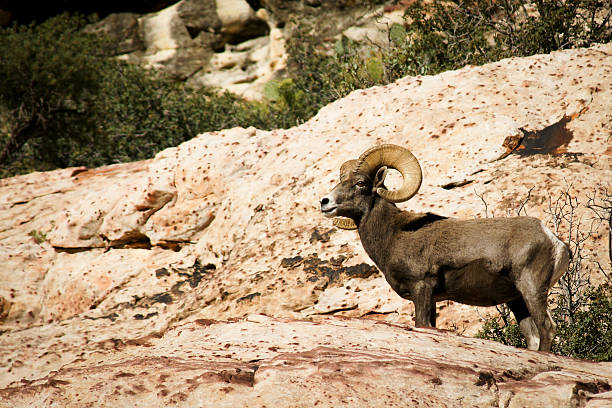 istock Desert bighron sheep in Red Rock Canyon NCA 158560585