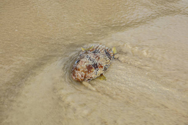 rolling dead brown blowfish from sea wave on the beach.