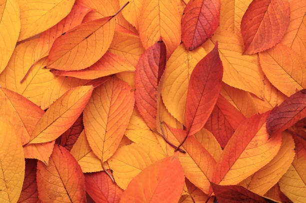 istock Fall colorful leaves background. Autumn concept. Nature. 1585612050