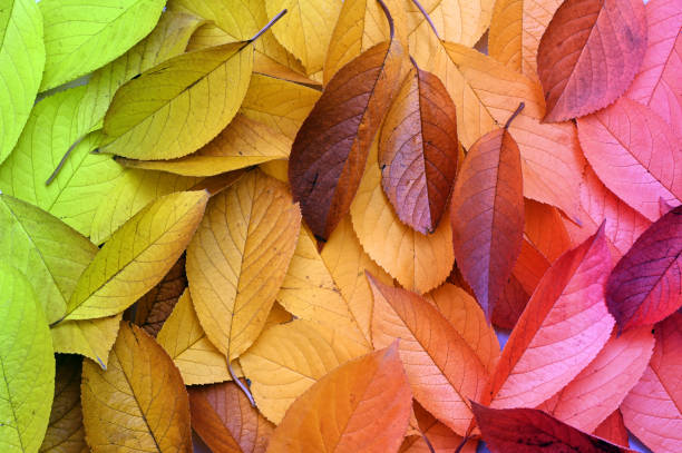 Fall colorful dry leaves background. Autumn concept. Nature