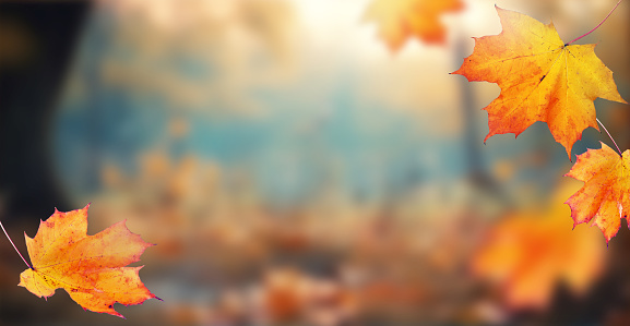 Autumn leaves on the fall blurred background .