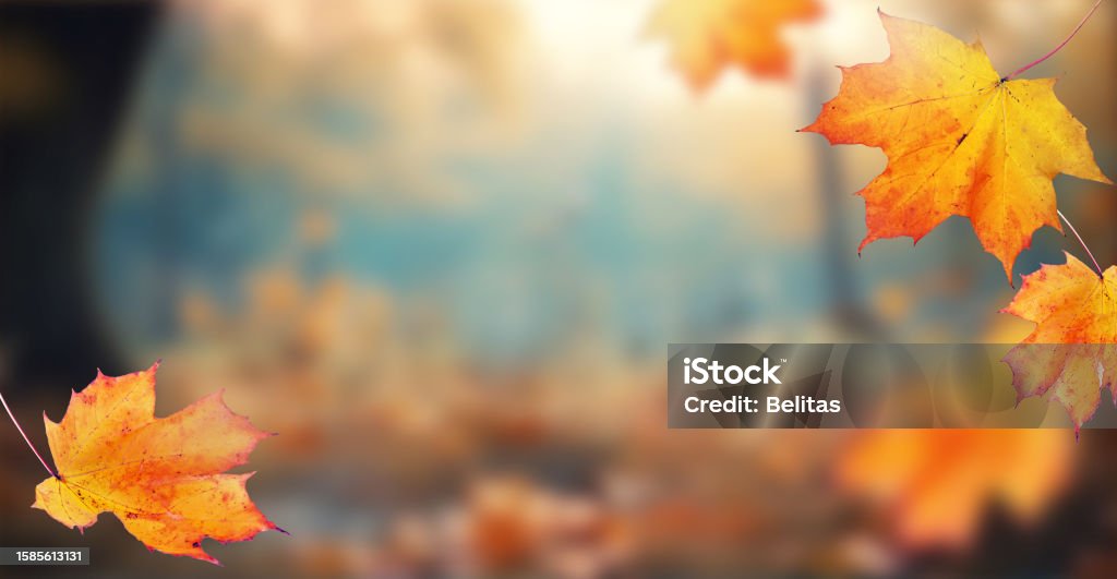 Autumn leaves on the fall blurred background . Autumn leaves on the fall blurred background. Autumn concept. Autumn Stock Photo