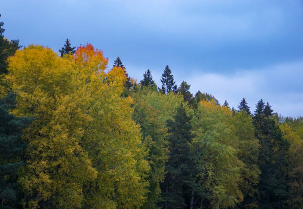 istock Low angle view of trees against sky 1585614794