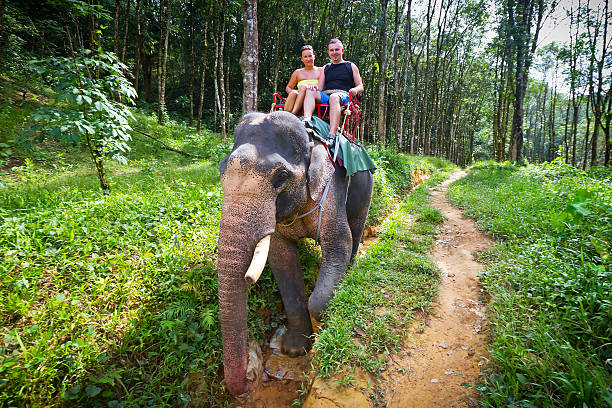 istock Elephant trekking in Khao Sok National Park 158562027
