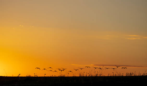 istock Sunrise in the Prairie 1585623417