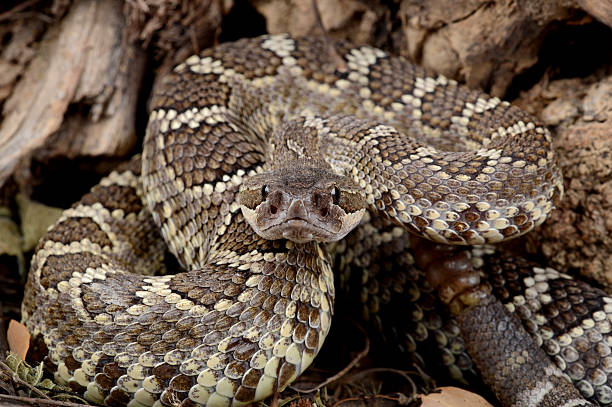 istock Southern Pacific Rattlesnake. 158562353