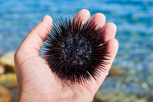 Black sea urchin oral face ,  Arbacia lixula