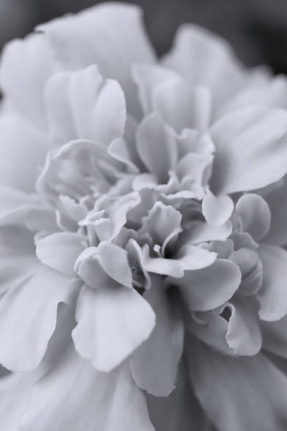 istock Beautifully Blooming Marigold Flower 1585627336