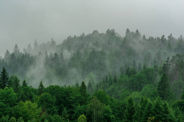 istock green rainy mountain forest in fog 1585629604