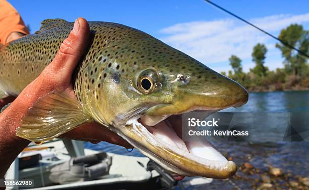 Photo libre de droit de South Fork Du Serpent Brown banque d'images et plus d'images libres de droit de Rivière Snake - Rivière Snake, Idaho, Pêche à la mouche