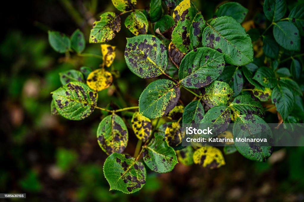 Blackspot; a rose leaf affected by black spot disease. This is the most serious disease of roses caused by a fungus, Diplocarpon rosae, which infects the leaves and greatly reduces plant vigour Agriculture Stock Photo