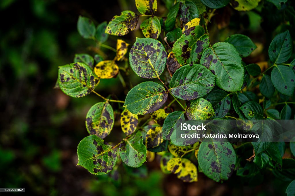 Blackspot; a rose leaf affected by black spot disease. This is the most serious disease of roses caused by a fungus, Diplocarpon rosae, which infects the leaves and greatly reduces plant vigour Agriculture Stock Photo