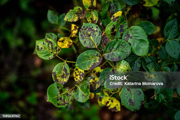 Blackspot A Rose Leaf Affected By Black Spot Disease This Is The Most Serious Disease Of Roses Caused By A Fungus Diplocarpon Rosae Which Infects The Leaves And Greatly Reduces Plant Vigour Stock Photo - Download Image Now