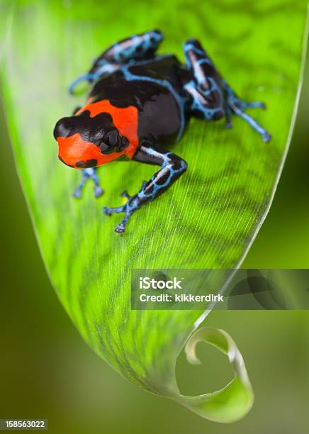 Red Poison Dart Frog Stock Photo - Download Image Now - Amazon Rainforest, Amazon Region, Poison Arrow Frog