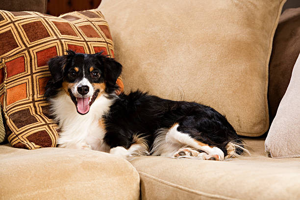 istock Portrait of a dog 158563166