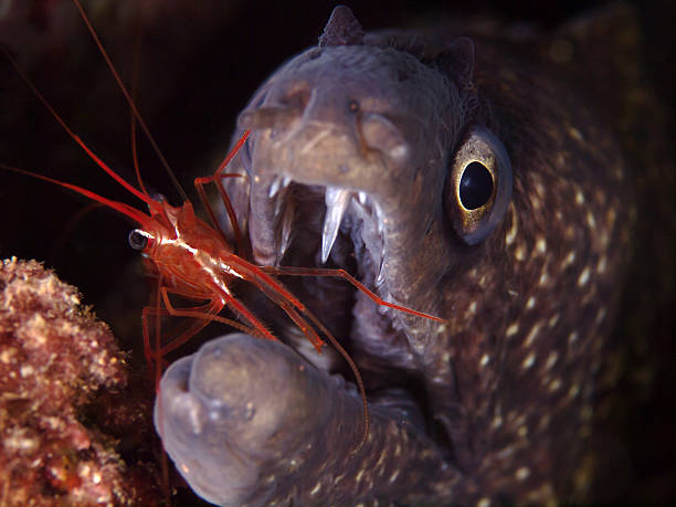 istock Mediterranean moray (Muraena helena) with cleaner shrimp (Lysmata seticaudata) 158563185