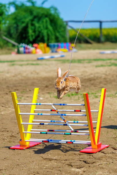 istock cute bunny rabbit on the leash jumping over the obstacles during bunny race, green background, pet photography, bunny hop, kaninhop, copy space, Easter concept 1585632317