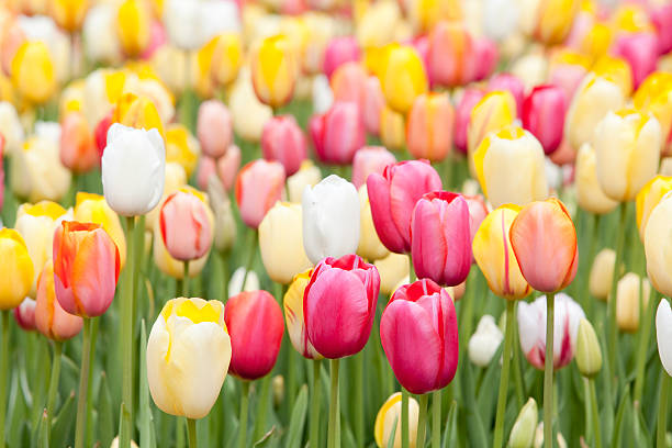istock Garden of Mixed Tulips 158563298