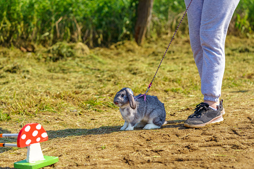 cute bunny rabbit on the leash jumping over the obstacles during bunny race, green background, pet photography, bunny hop, kaninhop, copy space, Easter concept