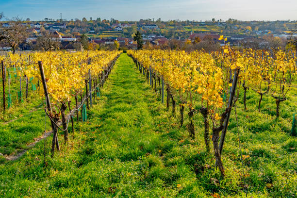 istock Grape field growing for wine. Vineyard hills. Summer scenery with wineyard rows, Autumn warm colors, Grapes and vines of white wine in the sun 1585635057