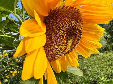 Sunflower plant turning to seed