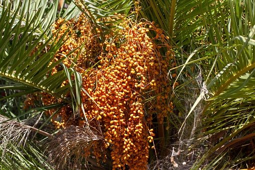 Fruits of a Canary Island date palm, Phoenix canariensis