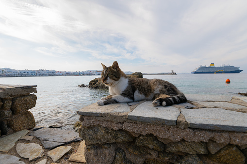 Stray cat sitting on stone wall by the beach in Mykonos Greece