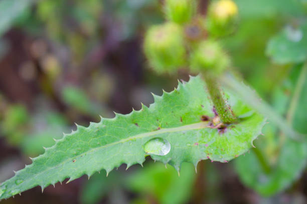 плоды, из которых добывается касторовое масло, растение ricinus communis. - castor oil стоковые фото и изображения