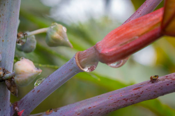 плоды, из которых добывается касторовое масло, растение ricinus communis. - castor oil стоковые фото и изображения