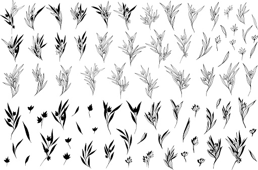 Big set silhouettes botanic branches, leaves, flowers. Abstract line art composition with minimal floral elements of herbs. Vector illustration for wedding invitation, logo design, template, tattoo.
