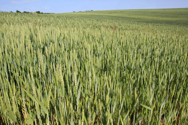 в поле выращивается зеленая озимая пшеница - wheat winter wheat cereal plant spiked стоковые фото и изображения