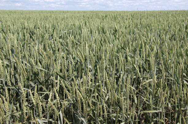 en el campo cultivando trigo verde de invierno - wheat winter wheat cereal plant spiked fotografías e imágenes de stock