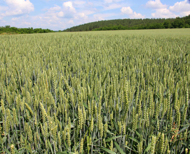 na polu uprawa zielonej pszenicy ozimej - wheat winter wheat cereal plant spiked zdjęcia i obrazy z banku zdjęć