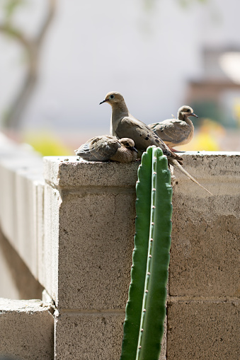 A family of Arizona Mourning Doves (Zenaida macroura) with a watchful parent and fledglings on a fence