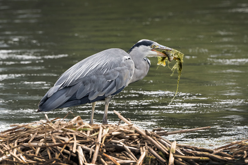Heron has caught a meal of seaweed and fish