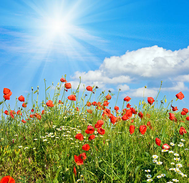 istock Beautiful poppy summer glade and sunshine 158568215