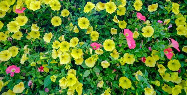 istock Flowering petunia close-up. Different colored flowers with green leaves. Decorative wall element. 1585688520