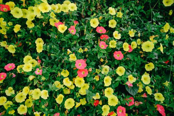 istock Flowering petunia close-up. Different colored flowers with green leaves. Decorative wall element. 1585688524