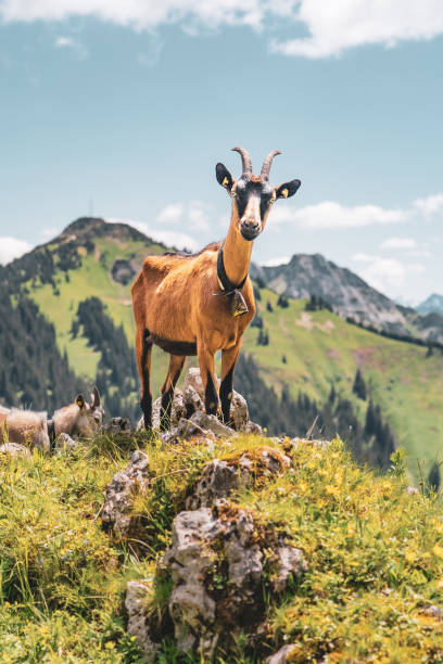 a curious goat in the mountain in the summer