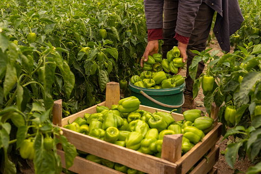 An image capturing a diligent farmer in a bell pepper field, collecting ripe bell peppers in a plastic bucket. The farmer then transfers the freshly harvested bell peppers into a rustic wooden crate, showcasing the bountiful yield of the season's harvest. This photograph symbolizes the careful and sustainable process of farming, where nature's bounty is lovingly gathered and preserved for consumption.