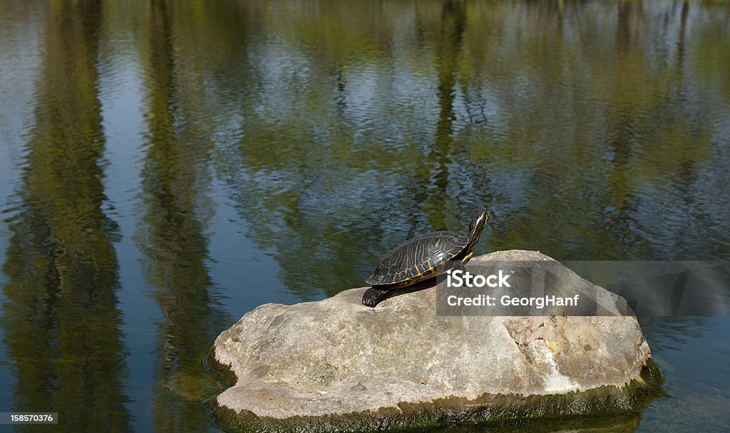 Park views Parks in the spring. Animal Stock Photo