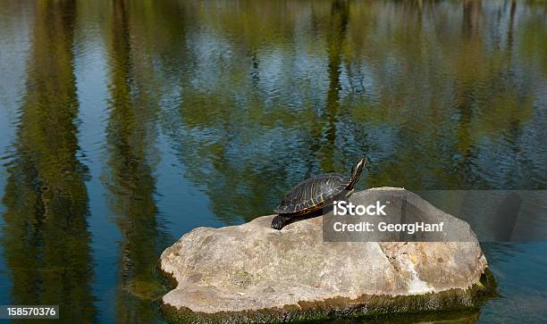 Park Views Stock Photo - Download Image Now - Animal, Color Image, Flower