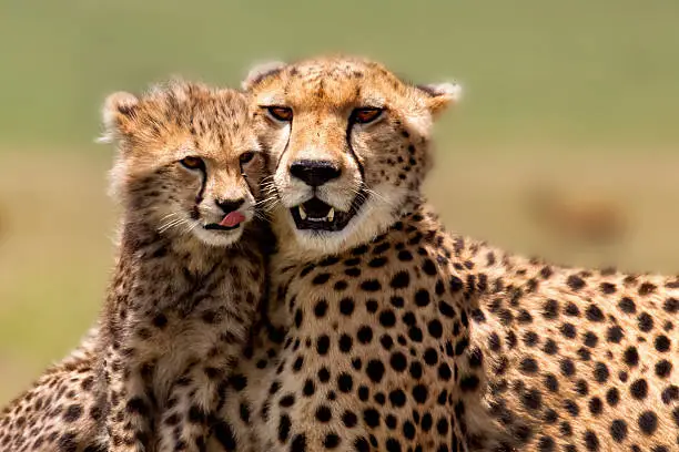 Photo of Cheetah Mother with cub, Masai Mara