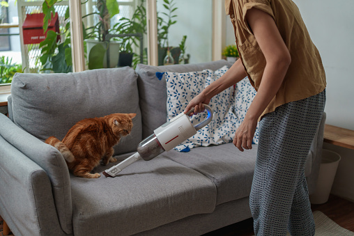 Asian woman using cordless vacuum cleaner for cleaning dust and cat fur on sofa.