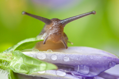 Garden snail on purple Campanula flower petal looking at the camera