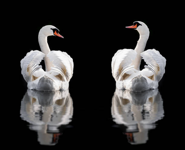 Two white mute swans with wings busking looking at each other in the water isolated on a black background with ripple reflection. North Walsham in Norfolk