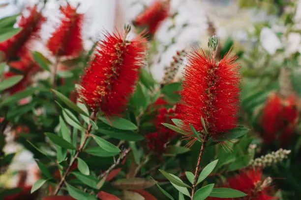 Amazing red flowers of the blooming Callistemon tree in a spring garden. Close-up.
