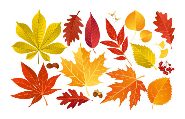 herbst blätter herbst - kastanie laubbaum stock-grafiken, -clipart, -cartoons und -symbole