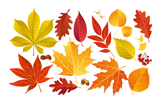 Vector set of colorful autumn fall leaves and berries. Isolated forest elements with oak, maple, ginko, ash, chestnut, poplar, acorn, rowan tree leaf. Leaves for seasonal holiday greeting card design