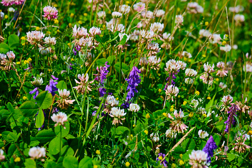 Untouched nature. When a small piece of cultivated land is left alone for a year during the summer, a remarkable transformation takes place. wildflowers begins to emerge, painting the landscape with vibrant hues. Native plants reclaim their territory and bring biodiversity back to the area. Buried seeds from seasons past awaken, shooting up.